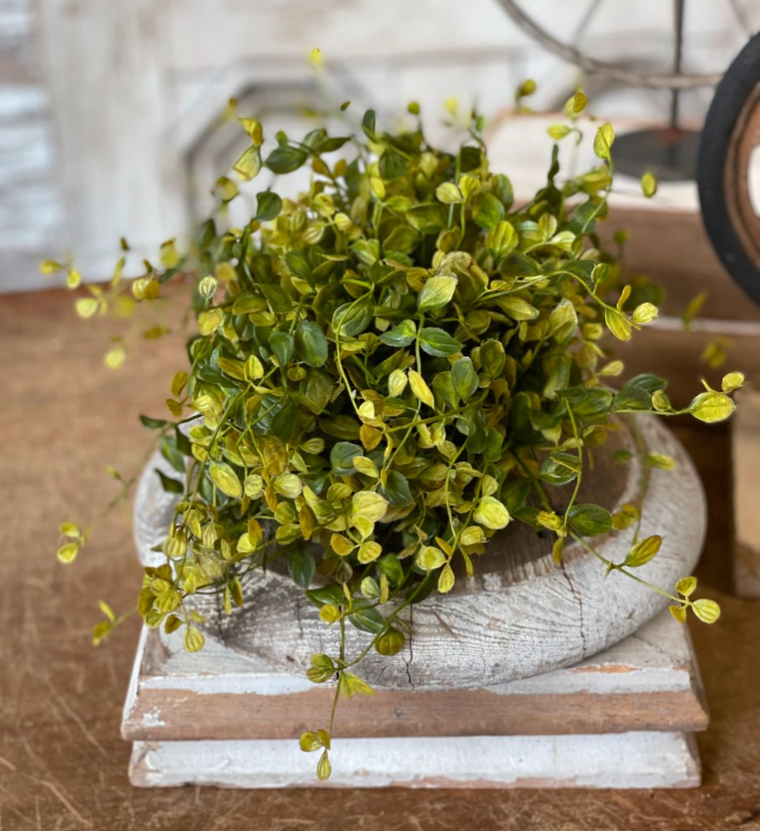 Bog Pimpernel Half Sphere