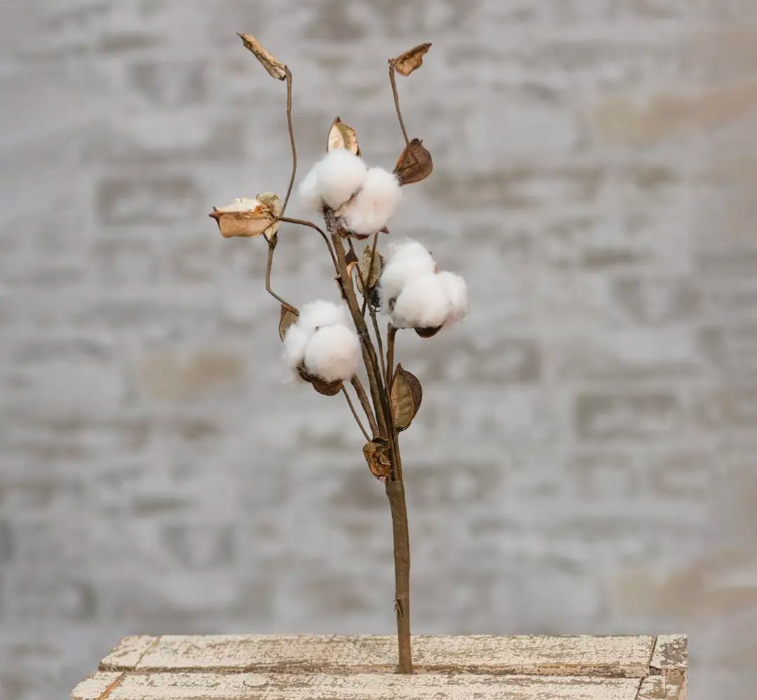 Cotton Pick W/Shells