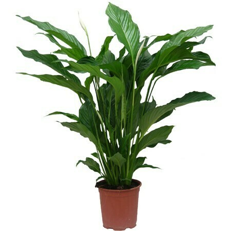 Spathiphyllum avec cache pot