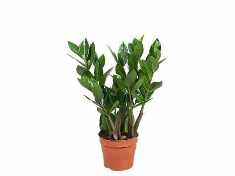Zamioculcas avec cache pot