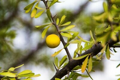 HUILE D'ARGAN BIO