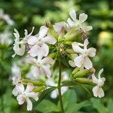 SAVON NATUR I DERM