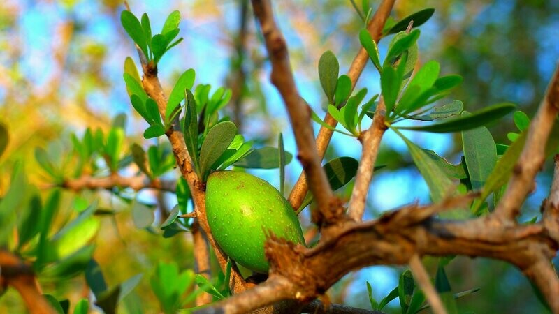 SAVON DE LIQUIDE DE MARSEILLE PARFUME A L'HUILE D'ARGAN BIO EN VRAC - AU LITRE