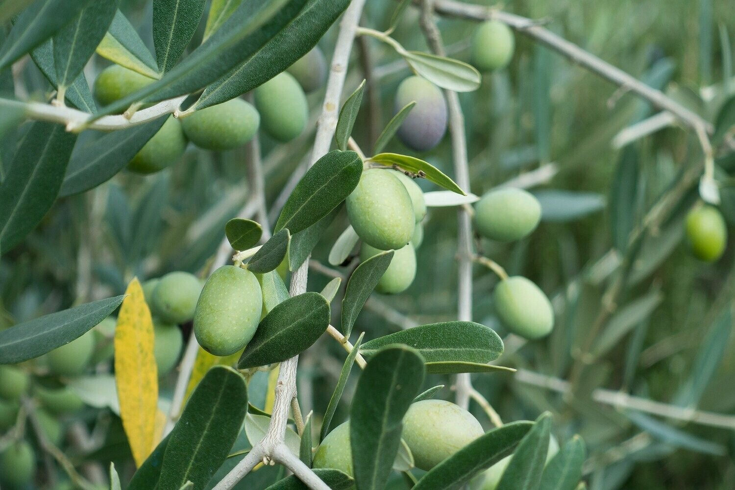 SAVON DE MARSEILLE LIQUIDE PARFUME - HUILE D'OLIVE EN VRAC - AU LITRE