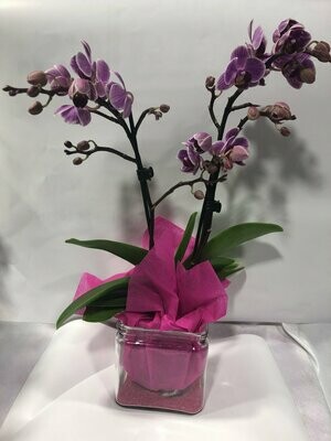 Orchidée avec son pot en verre