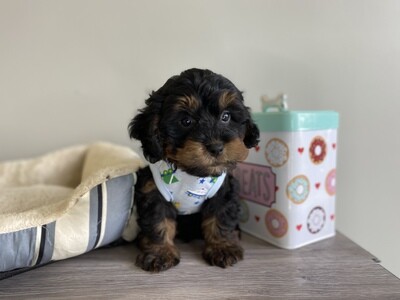 Cavapoo