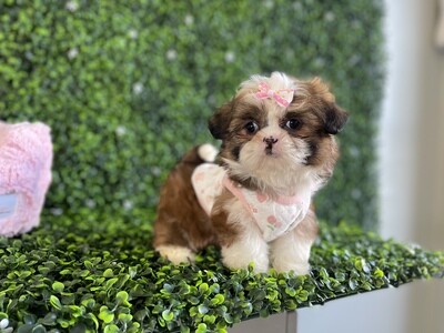 Shihtzu