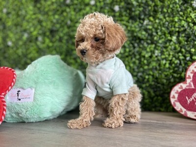 Toy Poodle