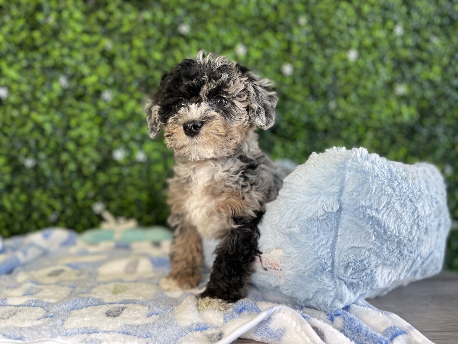 Merle cavapoo for clearance sale