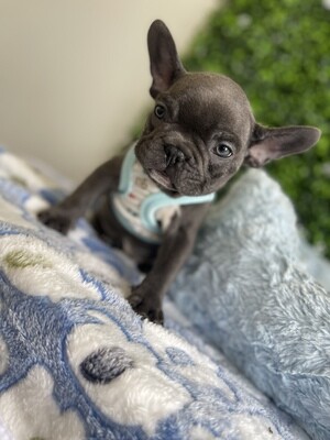 AKC REGISTERED Blue Male French Bulldog 
(Microchipped)
Ref #0943
8 weeks old