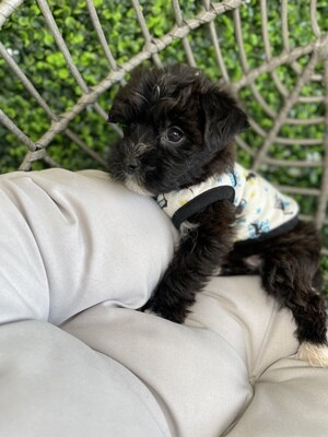 XTINY Yorkipoo Male 
Ref #0946
10 weeks old