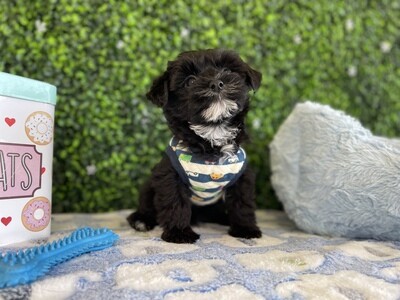 XTINY Yorkipoo Male 
Ref #0947
8 weeks old