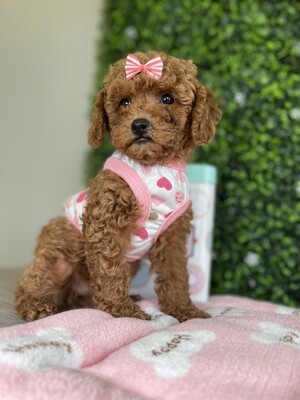 *microchipped*
Apricot Female Toy Poodle Ref #0951
9 weeks old