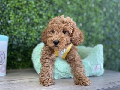 *microchipped*
Male Apricot Mini Goldendoodle Ref #0952
9 weeks old