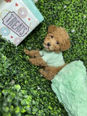 *microchipped*
 ICA register Male Toy Poodle Ref #0975
10 weeks old