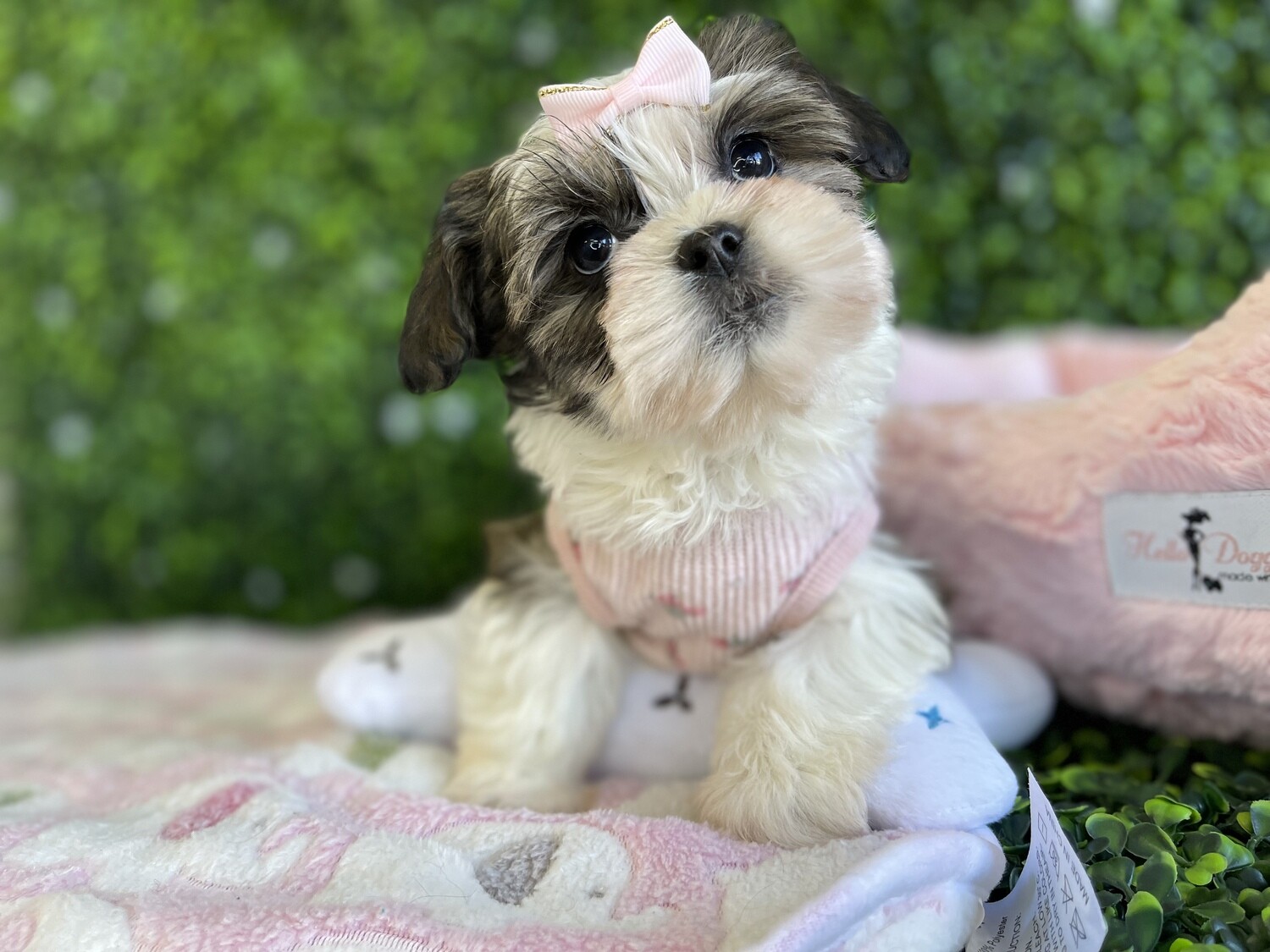 Teddy Bear Female 10 weeks old Ref# 1129