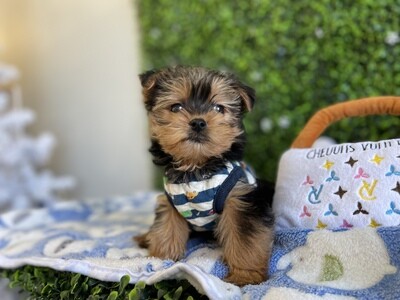 XTiny Yorkie Male 9 weeks old  Ref #0968