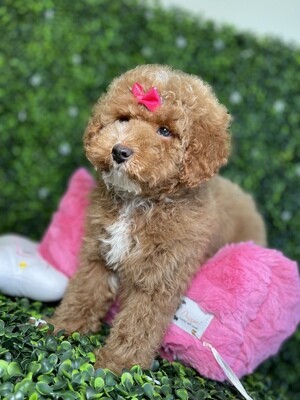 *microchipped*
Blue eyed Apricot Toy Poodle Female Ref #0976
10 weeks old