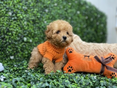 CKC Registered 
XTiny Dark Apricot male Toy Poodle Ref #0980
8 weeks old