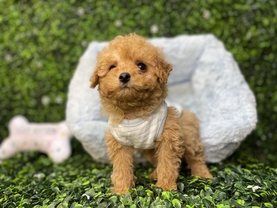 CKC Registered 
XTiny Dark Apricot Male Toy Poodle Ref #0981
8 weeks old