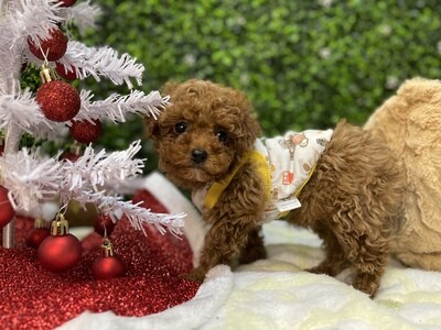CKC Registered 
XTRA XTiny Dark Apricot Male Toy Poodle Ref #0979
8 weeks old