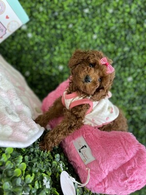 AKC Registered 
Tiny Dark Apricot Female Toy Poodle Ref #0985
10 weeks old
