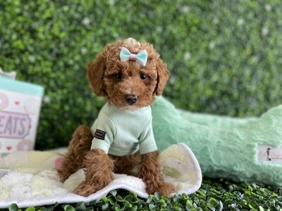 AKC Registered 
Tiny Apricot Female Toy Poodle Ref #0985
10 weeks old
