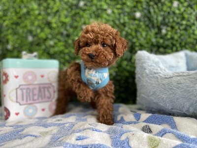 AKC  Registered 
Tiny Dark Apricot Male Toy Poodle Ref #0987
10 weeks old