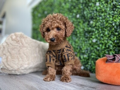 AKC  Registered 
Apricot Male Toy Poodle Ref #0988
10 weeks old