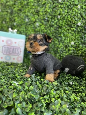 Extra - Extra Tiny Male Yorkie
Ref #1018
8 weeks old Extra - Extra Tiny Male Yorkie
Ref #1018
8 weeks old