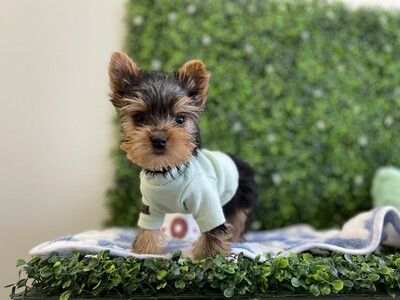 Extra - Extra Tiny Male Yorkie 
Ref #1025
9 weeks old