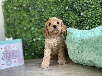 Tiny Cavapoo Male Ref #1042
9 weeks old Tiny Cavapoo Male Ref #1042
9 weeks old