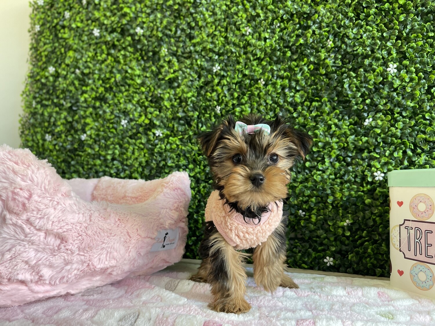 X Tiny Female Yorkie  8 weeks old Ref #1048