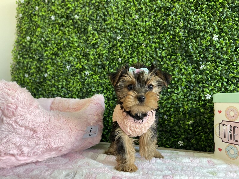 X Tiny Female Yorkie  8 weeks old Ref #1048