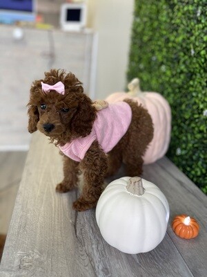 AKC registered 
Tiny Dark Apricot Female Toy Poodle Ref #1067
12 weeks old