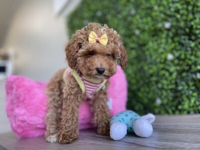Tiny Dark Apricot Female Toy Poodle 
Ref #1068
10 weeks old