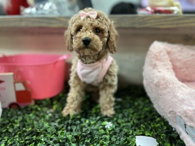 Toy Poodle