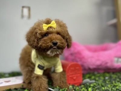 10 week old toy poodle 2025