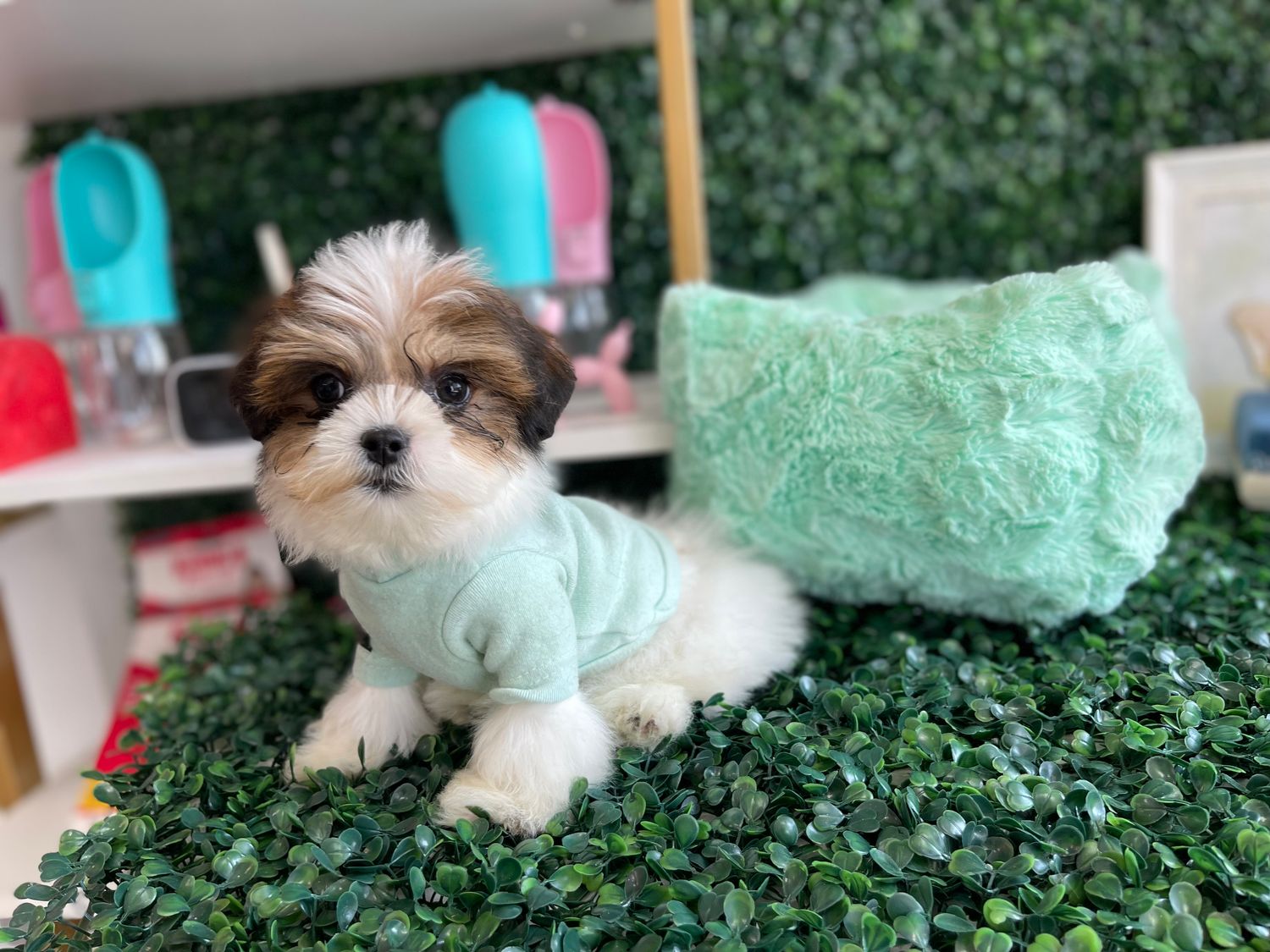 Tiny Teddy Bear Male Ref #1113 9 weeks old