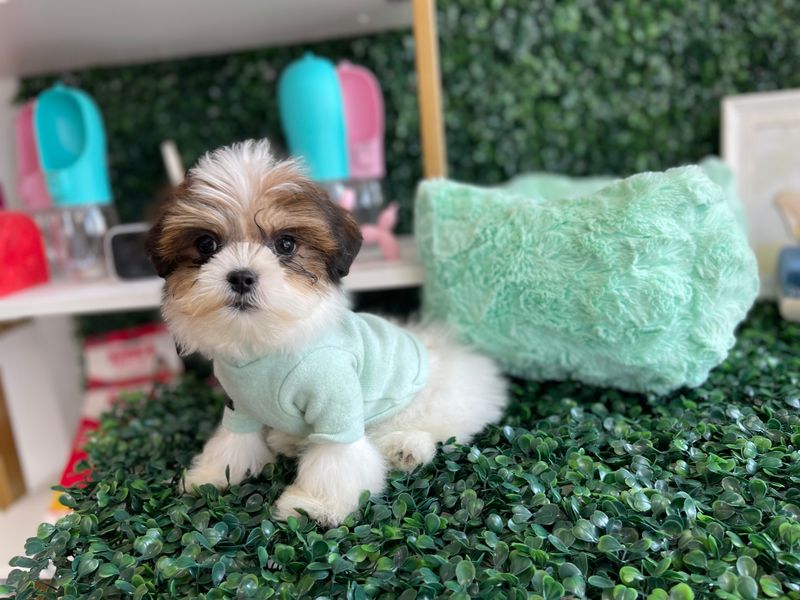 Tiny Teddy Bear Male Ref #1113 9 weeks old