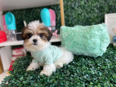 Tiny Teddy Bear Male Ref #1113 9 weeks old