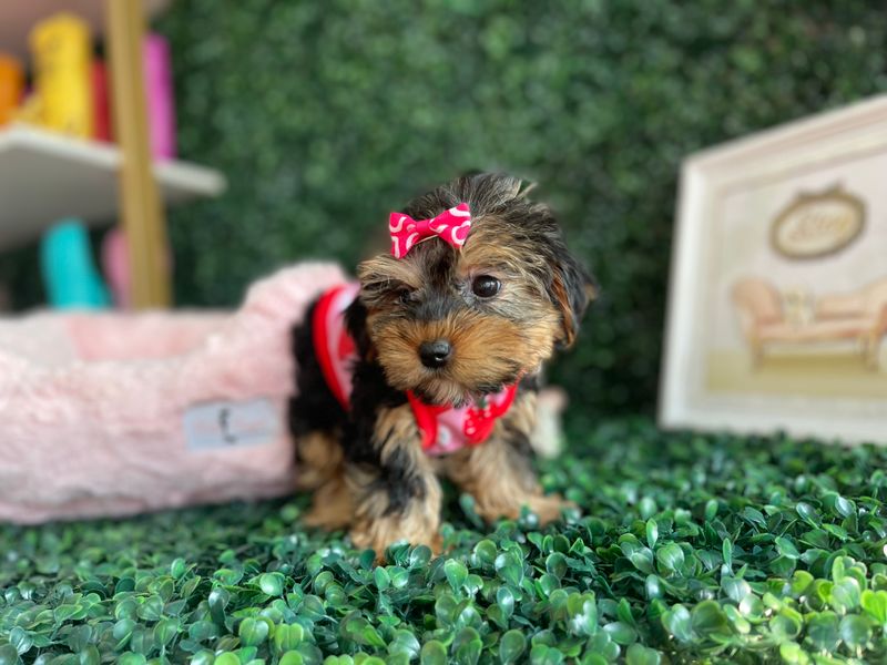 Tiny CKC Yorkie Female  Ref #1098 10 weeks old