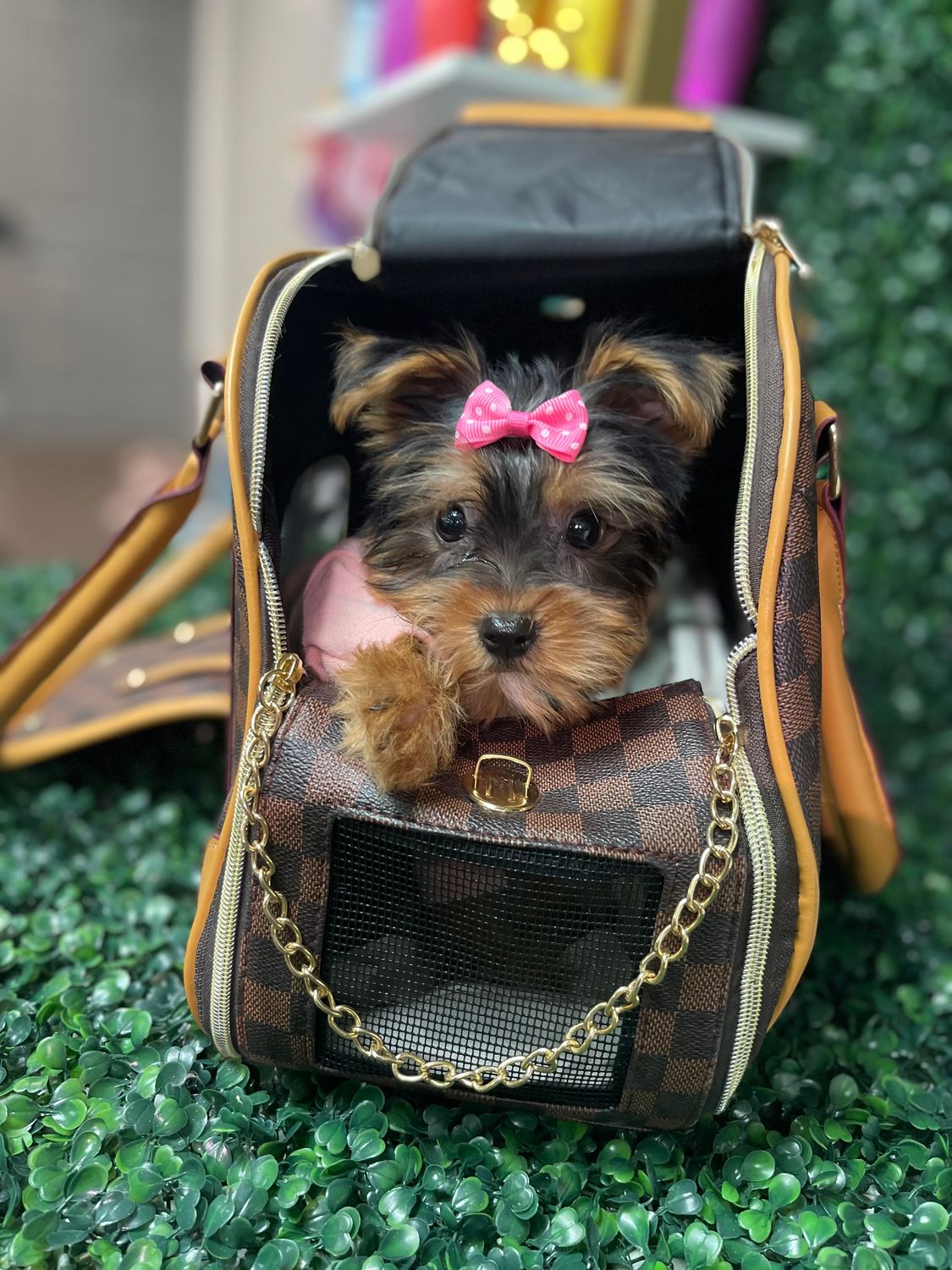 Tiny CKC Female Yorkie  10 weeks old Ref #1096