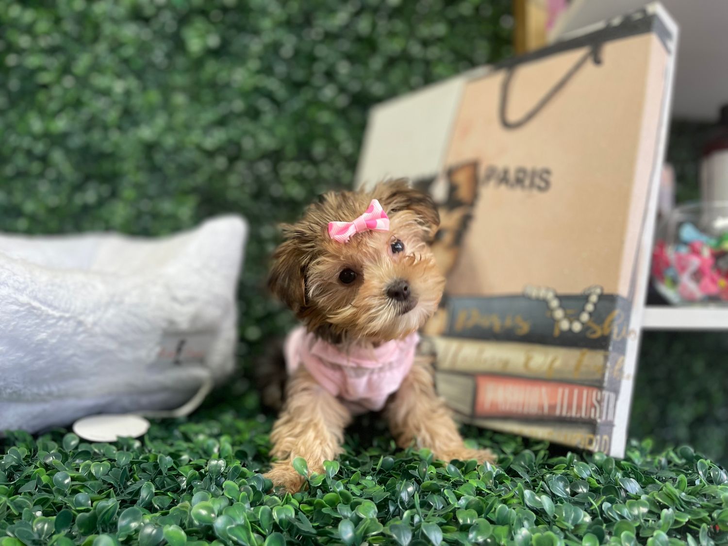 Tiny Female Shorkie Ref #1102 9 weeks old