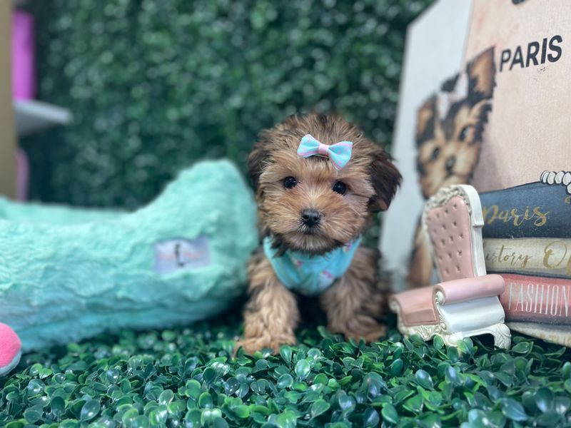 Tiny Female Shorkie Ref #1103 9 weeks old