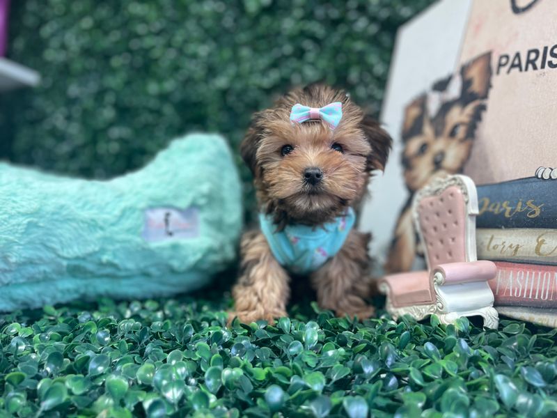 Tiny Female Shorkie Ref #1103 9 weeks old