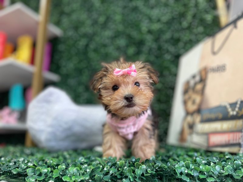 Tiny Female Shorkie Ref #1102 9 weeks old