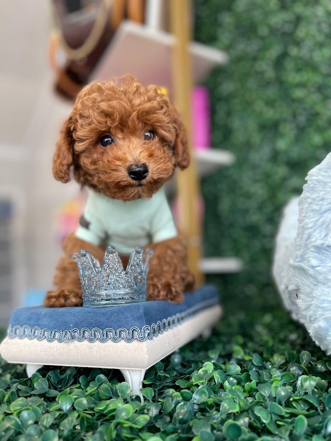 Toy Poodle Male 8 weeks old AKC registered  Ref# 1143