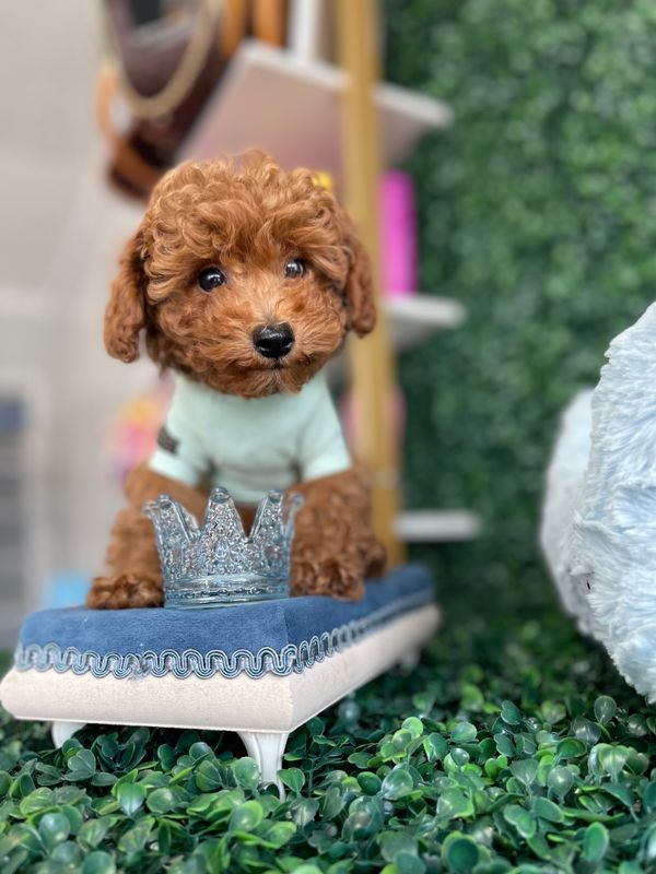 AKC registered  Dark Apricot Male Toy Poodle Ref #1108 9 weeks old