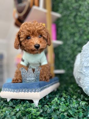 AKC registered  Dark Apricot Male Toy Poodle Ref #1108 9 weeks old